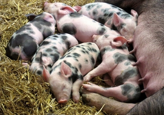 Piglets sleeping next to their mama.